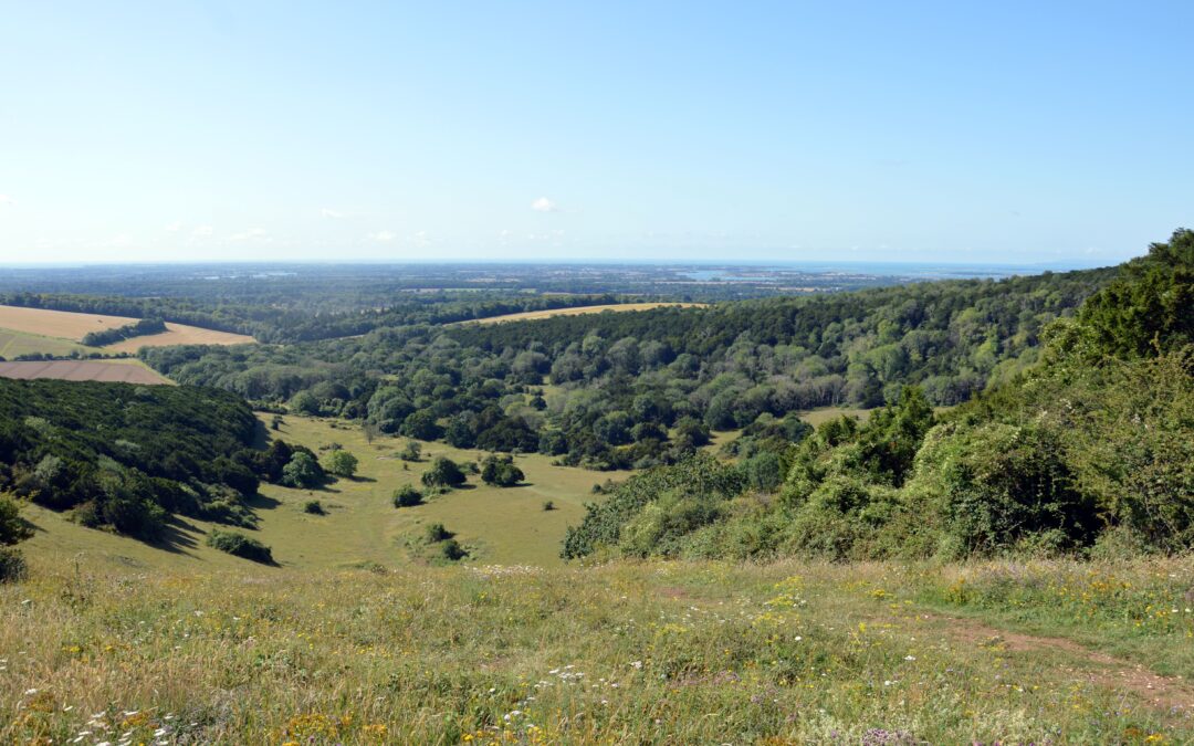 Explore Kingley Vale for Dramatic Views and Ancient Forests